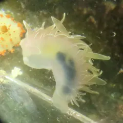 White-lined Dirona thumbnail 1