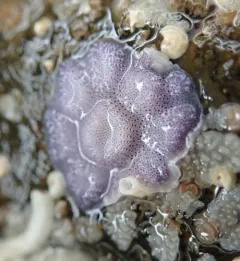 Purple Encrusting Bryozoan thumbnail 2