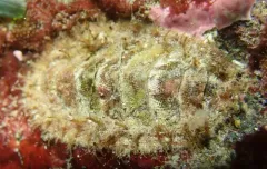 Dwarf Hairy Mopalia thumbnail 3