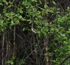 Bell's Vireo thumbnail 3
