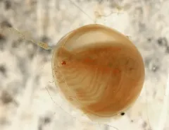 Holarctic Clam Shrimp thumbnail 2