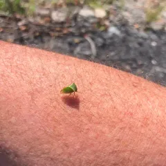 Buffalo Treehopper thumbnail 1