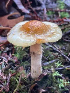 Pholiota lurida thumbnail 2
