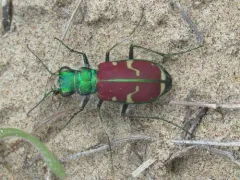 Splendid Tiger Beetle thumbnail 2