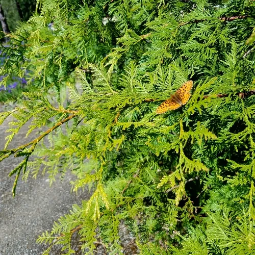 Pacific Fritillary