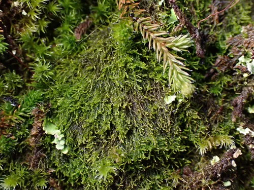 Spreading Threadwort