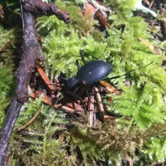 Narrow-collared Snail-eating Beetle thumbnail 2