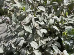 Dasineura piperitae thumbnail 2