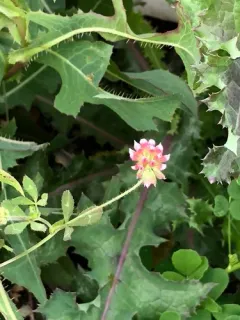 Notchleaf Clover thumbnail 4