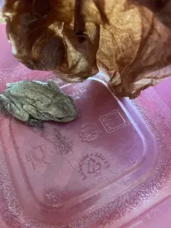 Cuban Tree Frog thumbnail 2