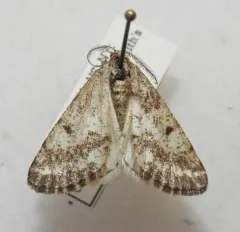 Pine Powder Moth thumbnail 4
