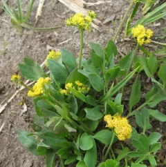 Strickland's umbrella-wort thumbnail 2