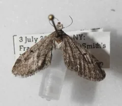 Eupithecia perfusca thumbnail 1