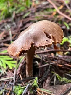 Inocybe assimilata thumbnail 4