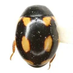 Hyperaspis disconotata thumbnail 2