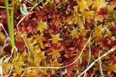 Baltic Sphagnum thumbnail 1