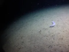 Glowing Sea Cucumber thumbnail 3