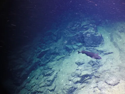 Pacific Flatnose