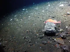 Rosethorn Rockfish thumbnail 2