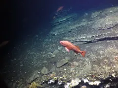 Rougheye Rockfish thumbnail 2