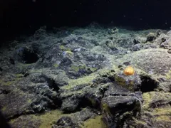 Psolus squamatus thumbnail 3