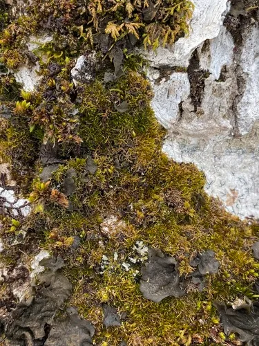 Algal Thread Moss