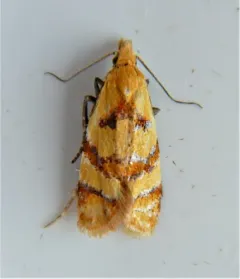 Phtheochroa vitellinana thumbnail 2