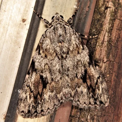 Girlfriend Underwing