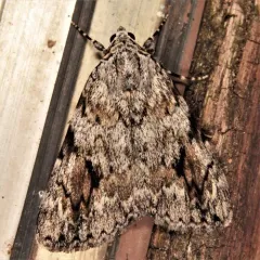 Girlfriend Underwing thumbnail 1