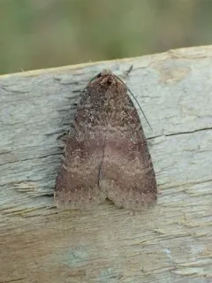 Abagrotis apposita thumbnail 4