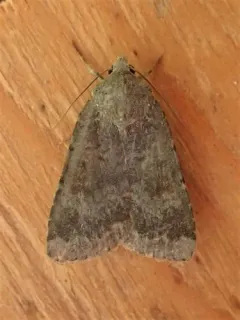 Abagrotis variata thumbnail 4
