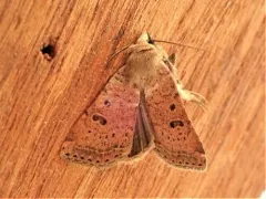 Luteous Dart thumbnail 3
