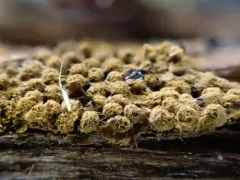 Oligonema persimile thumbnail 1