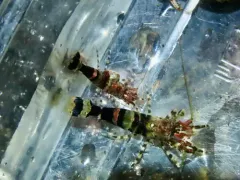 Bopyroides hippolytes thumbnail 2