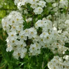 common hawthorn thumbnail 2