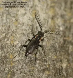 Malachius ulkei thumbnail 2
