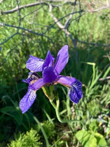 Siberian Iris