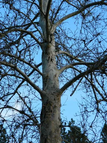 Oriental Plane