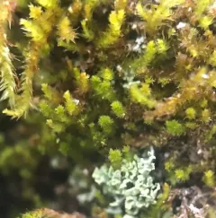 Flat-brocade Moss thumbnail 3