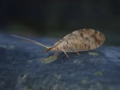 Hemerobius humulinus thumbnail 2