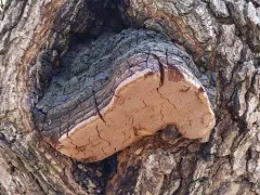 Phellinus everhartii thumbnail 2