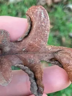 Californian Woolly Oak Aphid thumbnail 4