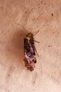 Trichadenotecnum alexanderae thumbnail 2