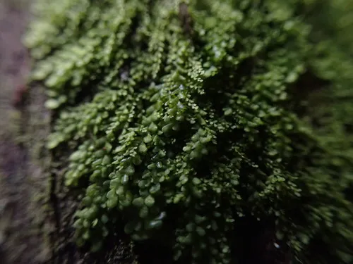 Radula obtusiloba