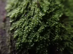 Radula obtusiloba thumbnail 1