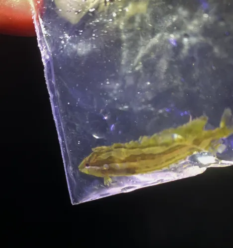 Striped Kelpfish