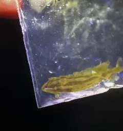 Striped Kelpfish thumbnail 1