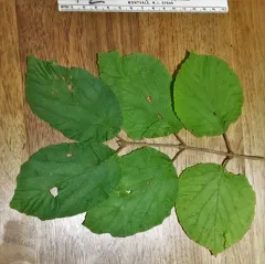 linden viburnum thumbnail 4