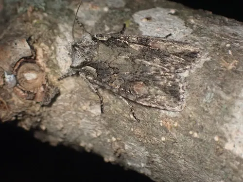 Connecticut Pinion