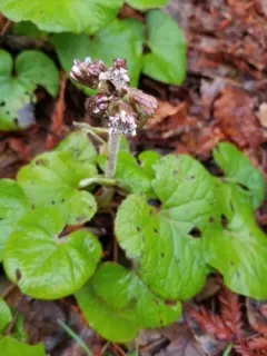 Winter Heliotrope thumbnail 3